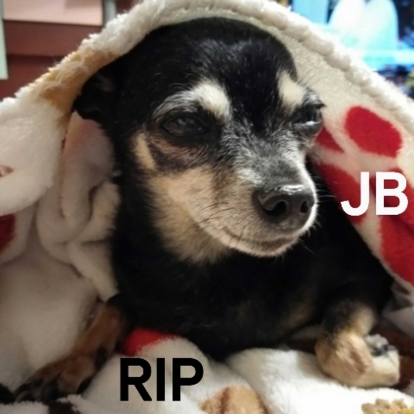 Meet your Posher, CoCo - Picture 2 of 12